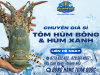 Quy trình nuôi tôm hùm Cam Ranh hiệu quả: Từ chọn giống đến thu hoạch