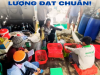 GIÁ SỈ TÔM HÙM BÔNG – HÙM XANH TOÀN QUỐC | QUY TRÌNH PHÂN LOẠI TẠI VỰA CHUẨN CHẤT LƯỢNG