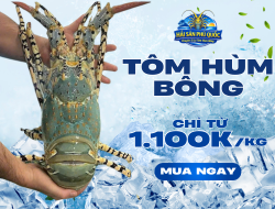 BANNER TÔM HÙM BÔNG