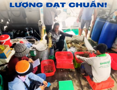 GIÁ SỈ TÔM HÙM BÔNG – HÙM XANH TOÀN QUỐC | QUY TRÌNH PHÂN LOẠI TẠI VỰA CHUẨN CHẤT LƯỢNG